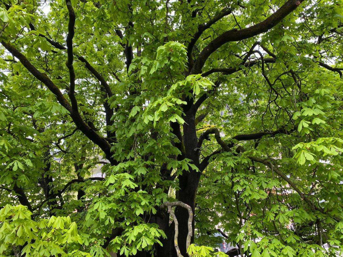 Green Corner Of Bovec - Apartment Bovec Zewnętrze zdjęcie